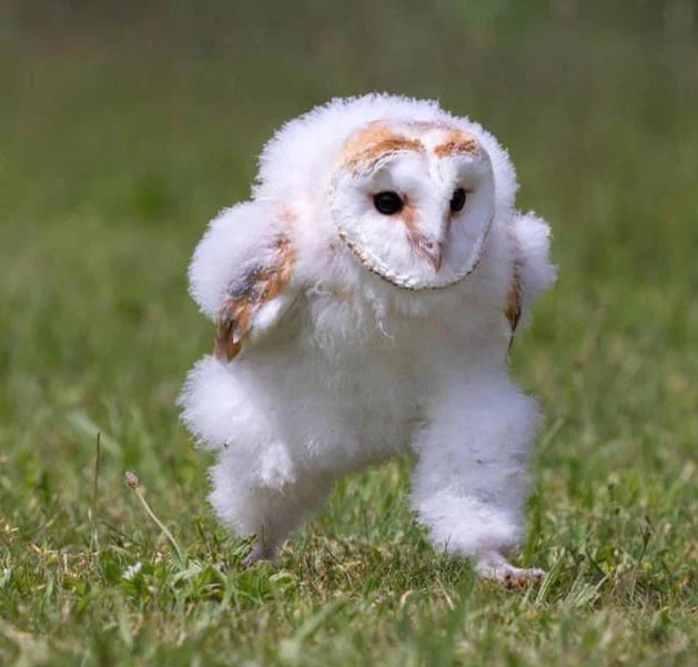 Alfred MEME Coin: Essence of Alfred the baby barn owl's spirit