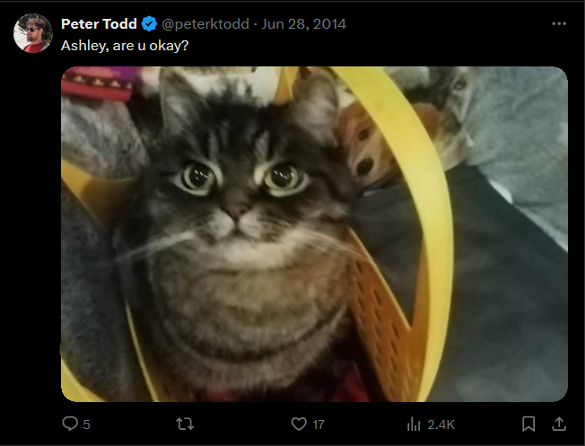 Ashley Coin: The Purrfect MEME Coin Pick, Peter Todd's Cat