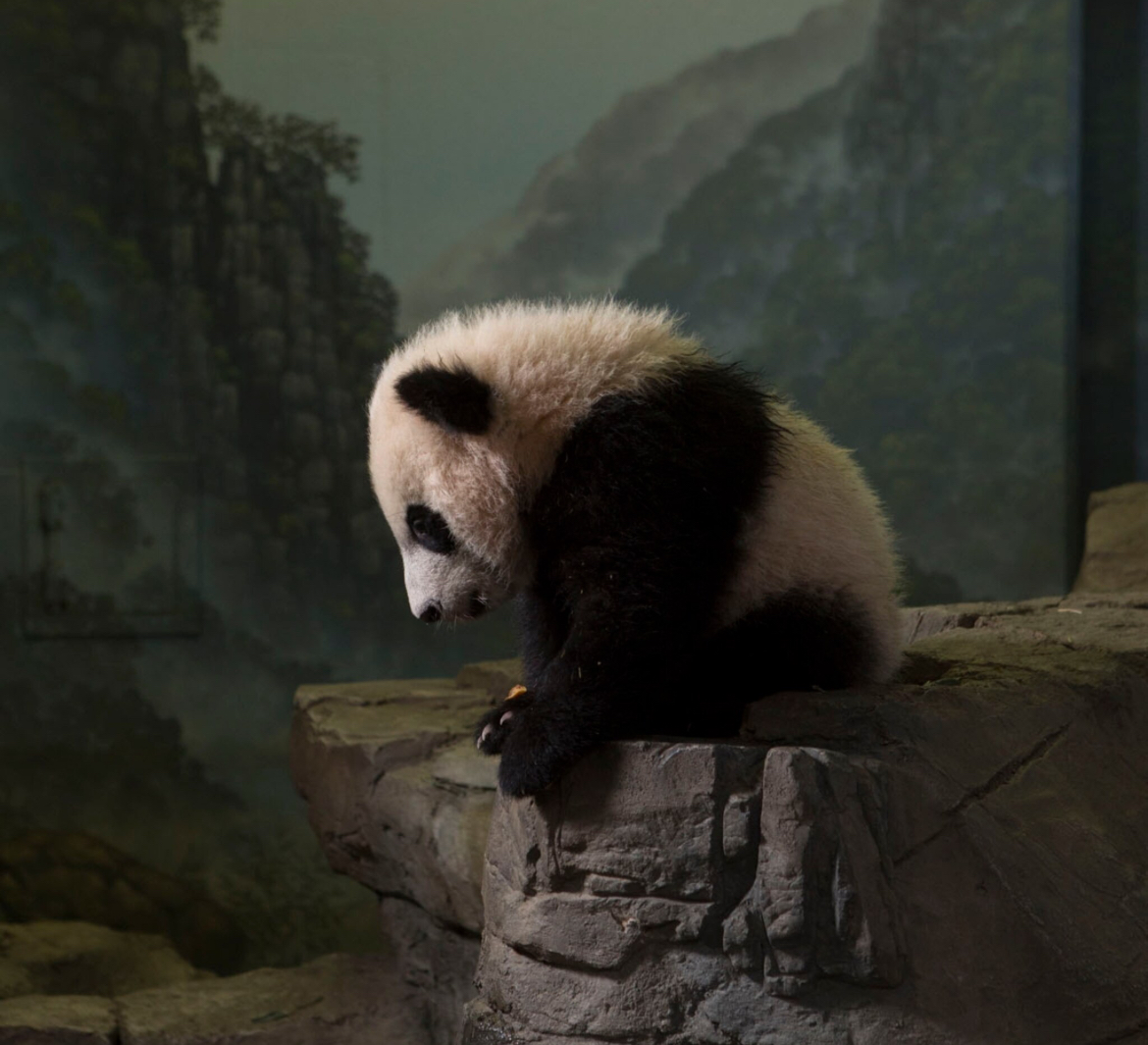 BeiBei Coin: Introducing the MEME Coin inspired by the adorable giant panda cub