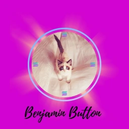 BENJAMIN Coin: MEME Coin Inspired by Taylor Swift's Cat Benjamin Button!