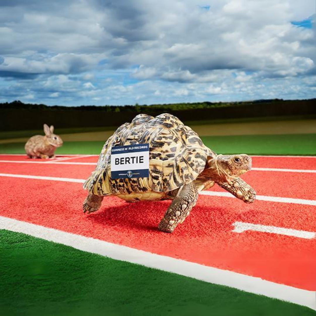 Bertie Coin: Meet the Fastest Turtle in the World! Ride the MEME Coin Wave!