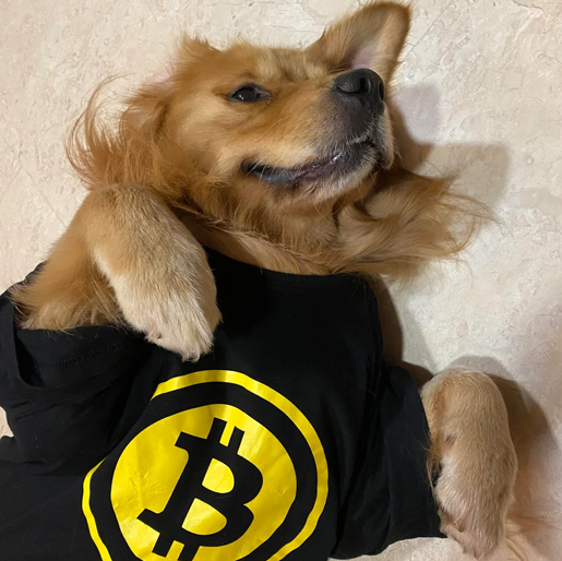 Bitcoin Dog Coin: Revolutionary MEME Coin for Secure Online Transactions & Transform Your Financial Future. Get Latest Updates on Decentralized Digital Currency!