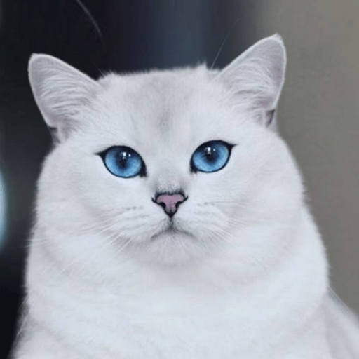 $blu Coin: The MEME Coin Inspired by the Internet's Favorite Cat!