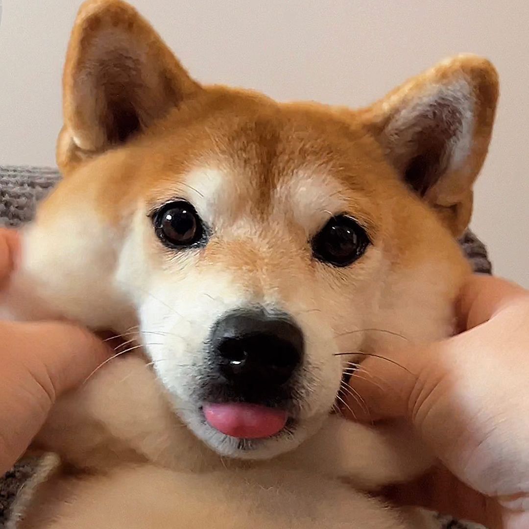 BORK Coin: Introducing BORK, the ultimate MEME Coin pick inspired by the famous Tiktok Shiba, Eevee.