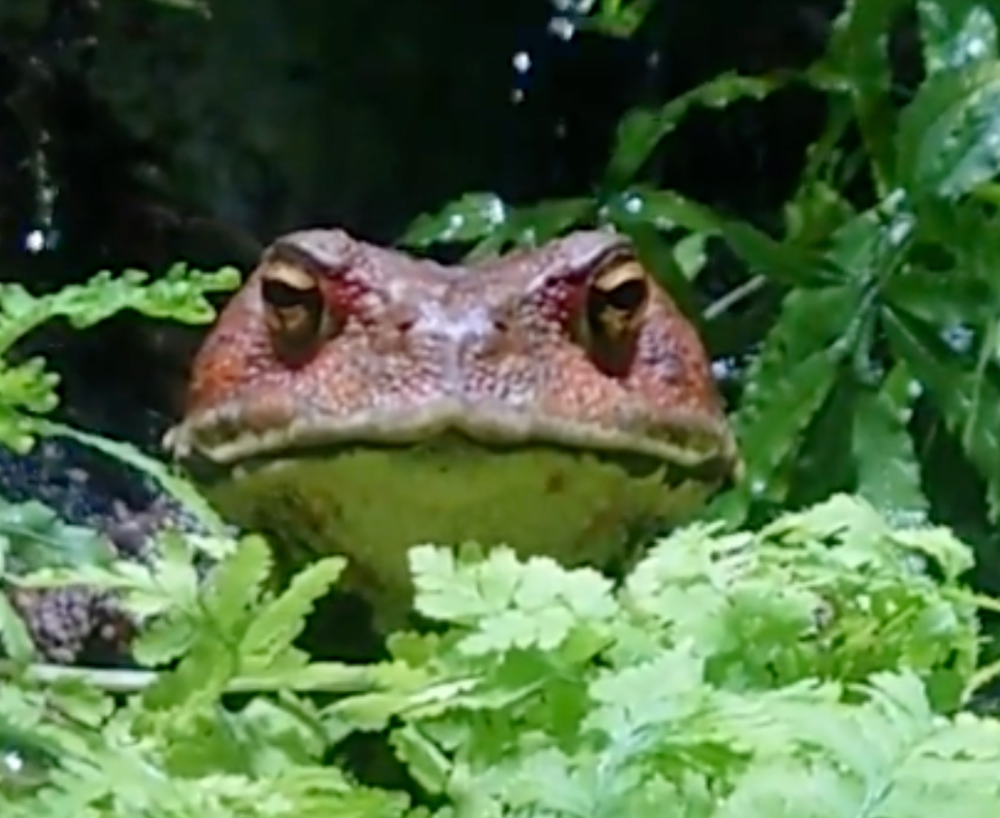 Cane MEME Coin: Your gateway to the fascinating world of Cane Toad