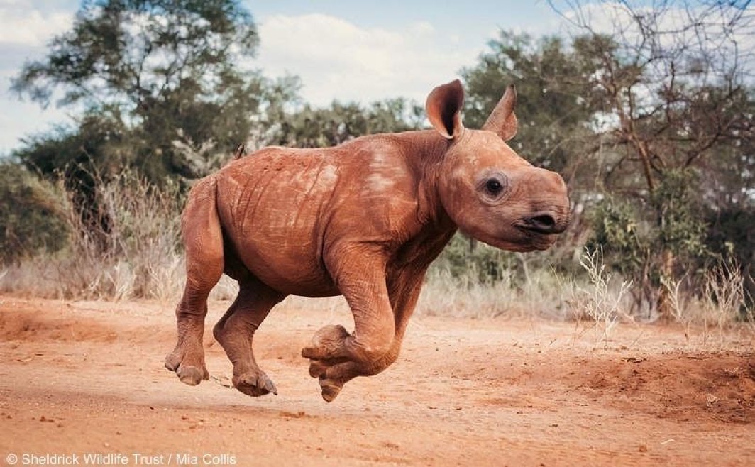 Chamboi MEME Coin: Invest in a unique digital asset inspired by the endangered black rhino 🦏