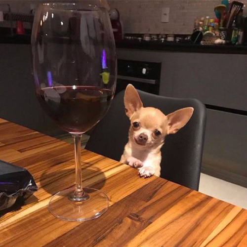 DATE Coin: MEME Coin with Dave the Chihuahua – Fun, Wine & Quirky Vibes!