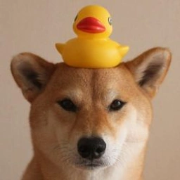 DOD Coin: MEME Coin for Fun, Hype & Quacking Profits - Duck on Dog