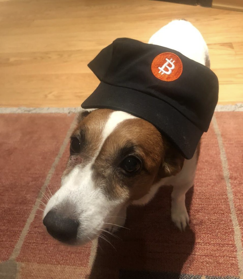 dogwifbtc Coin: Join the dogwifbtc community and dive into the world of MEME Coins with Murad Dog, the ultimate MEME Coin for dog lovers! #dogwifbtc #MEMECoins