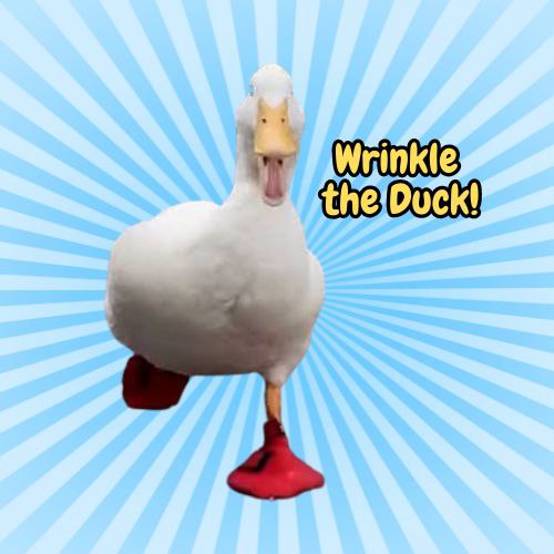 Duck Coin: Fastest MEME Coin to Turn DUCK to BUCK, Inspired by Wrinkle