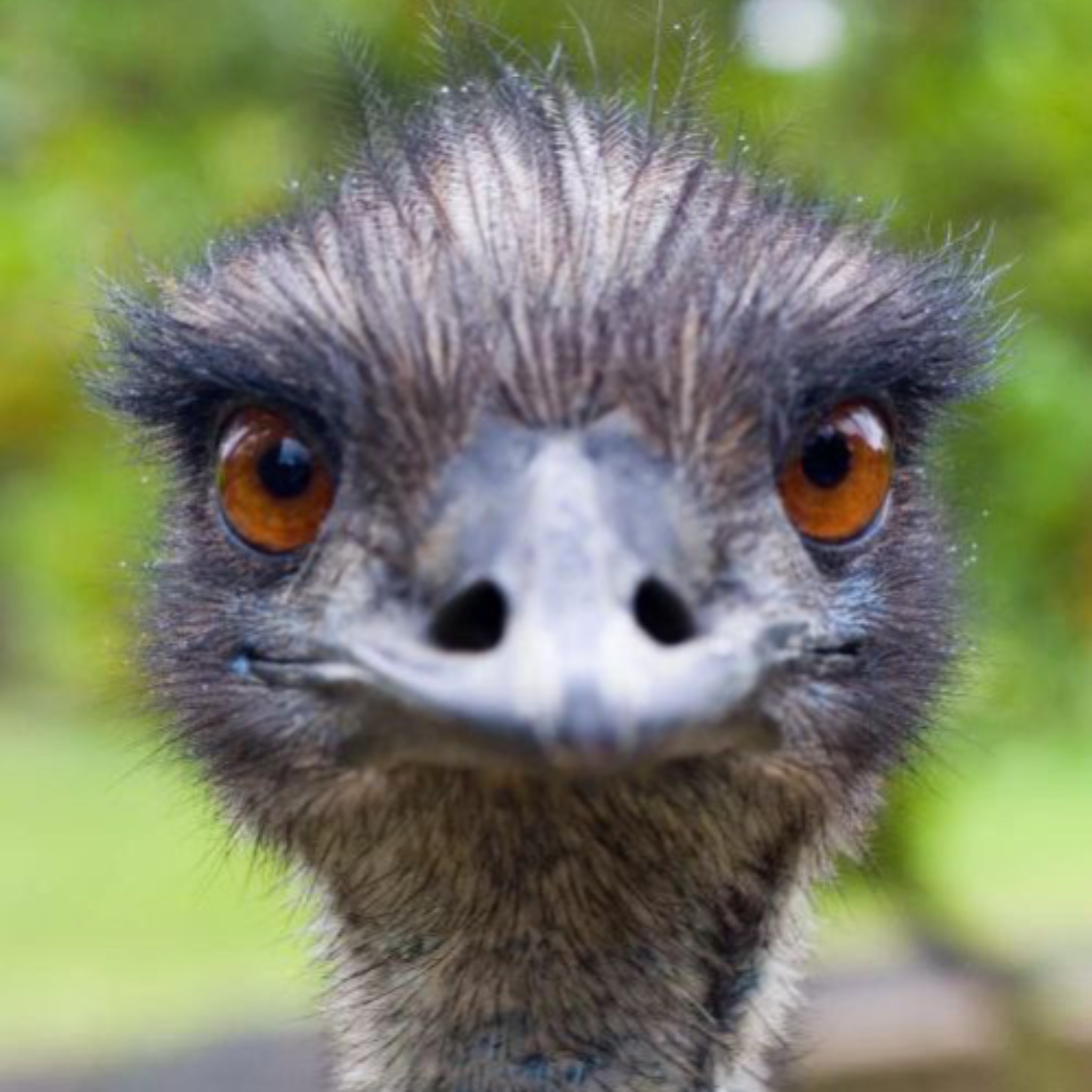 EMU Coin: Introducing EMU - The legendary MEME Coin immortalizing Emmanuel the Emu on the Blockchain