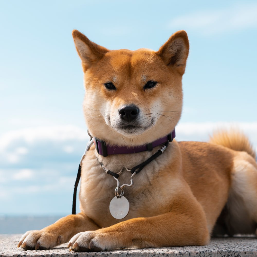 ESTI Coin: Introducing the MEME Coin inspired by ESTI, the real dog who sparked Shiba Inu Coin!