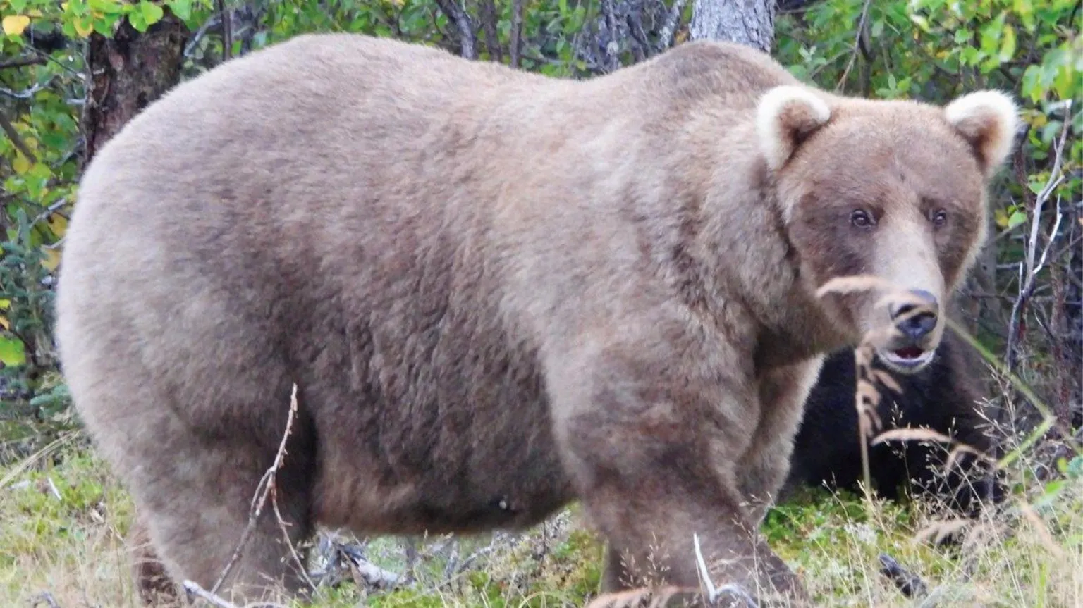 Fat Bear Coin: Introducing the Latest MEME Coin Inspired by Fat Bear Week and the Contestant's Fatal River Mauling