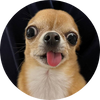 FINONKA Coin: Viral TikTok Dog Now a MEME Coin on Solana! Join Millions!