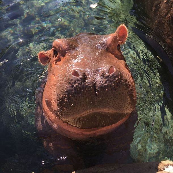 FIONA Coin: Join MEME Craze with Fiona the Hippo 🦛