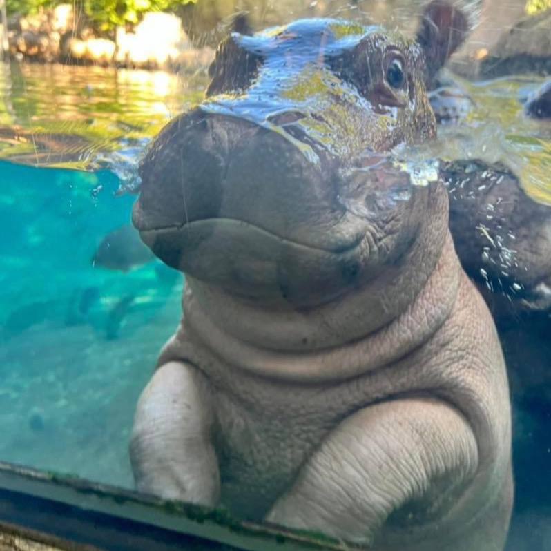 FRITZ Coin: The MEME Coin Inspired by the Iconic Baby Hippo Making Waves