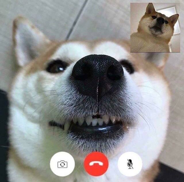 ftDOG Coin: FaceTime Dog, the Ultimate Meme Coin Pick for Face-to-Face Connections