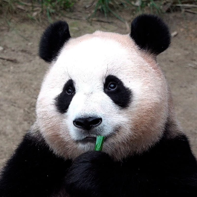 $FUBAO Coin: Introducing Fubao The Viral Panda MEME Coin