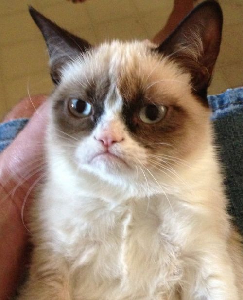 Grumpy Coin: The Ultimate MEME Coin Inspired by Grumpy Cat Grump