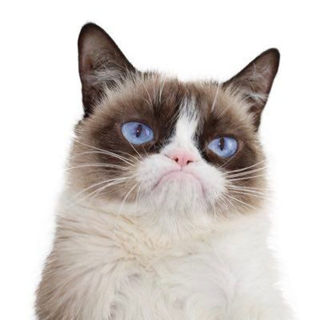 Grumpy Coin: The ultimate MEME Coin inspired by Grumpy Cat