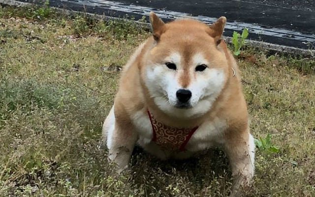 Henshi Coin: Join the Revolution with the Strongest Shiba - Discover the Power of MEME Coins Now!