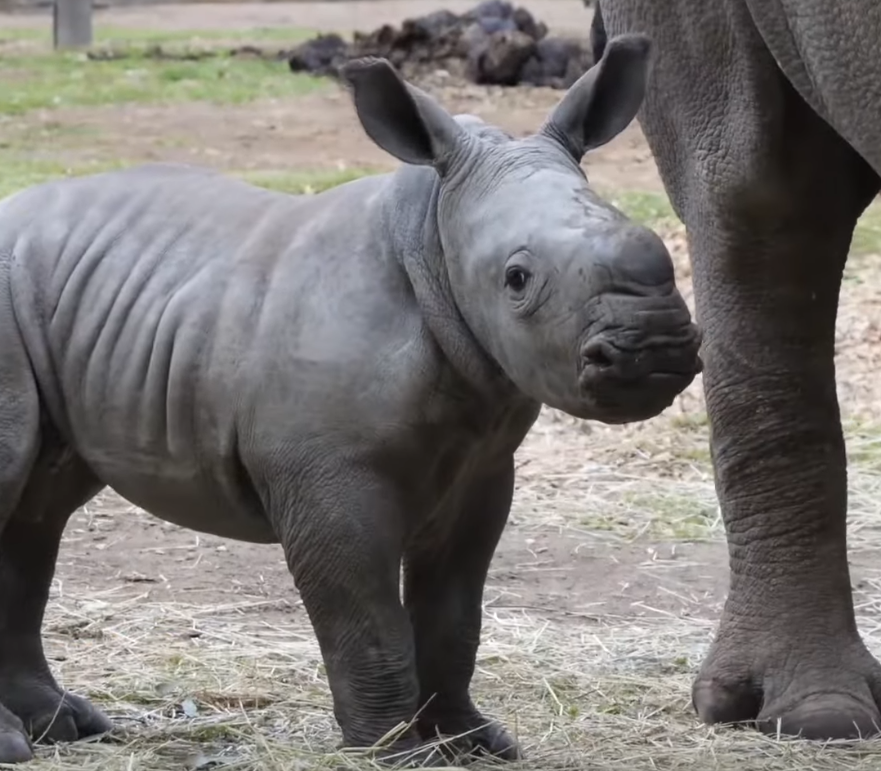 JABULANI Coin: Join the MEME Coin Craze with this adorable baby Southern White Rhino Inspired Coin from Melbourne, AU.