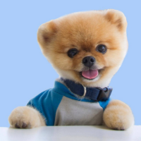 jiff Coin: Introducing the MEME Coin inspired by jiffpom, the No.1 Instagram dog