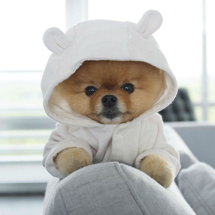 jiffpom Coin: Join the jiffpom community and ride the wave of viral success with the incredible potential of the No1 tiktok dog MEME Coin.