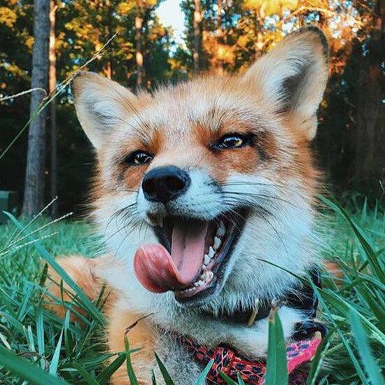 JUNI Coin: the joy of JUNI, the happiest MEME Coin inspired by Juniper the fox!