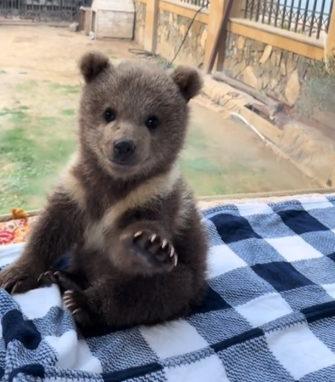 Koda Coin: Meet Adorable Baby Bear of MEME Coins, 10M TikTok Views