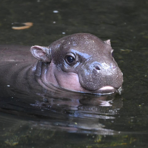 LATKE Coin: Join the MEME Coin revolution and invest in LATKE - the adorable Latke The Hippo