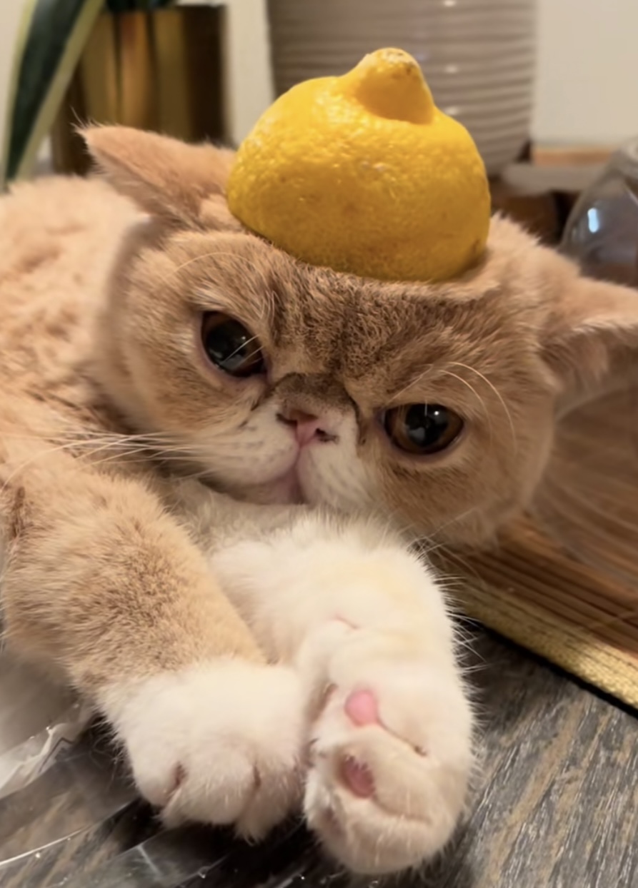 Lemonhead Coin: Zesty MEME Coin with Sweet Sugar Cutie Lemon Cat Crew