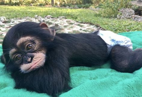 Limbani Coin: The Cutest Meme Coin Inspired by Limbani The Chimp