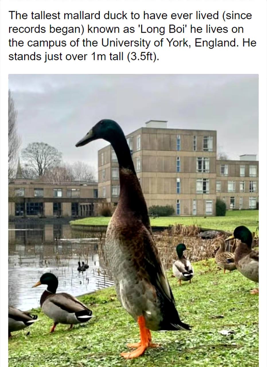 LongBoi Coin: Introducing the legendary MEME Coin honoring the tallest duck, standing 1m tall. Keep LongBoi's legacy flying high in crypto!