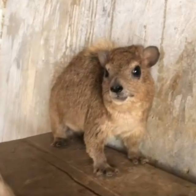 MAMA Coin: The Howling Meme Experience with Screaming Hyrax