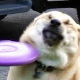 MANGO Coin: Catch the MEME Coin with frisbee doge!