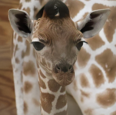 MILA Coin: Join the Fun with the Adorable Baby Giraffe MEME Coin!