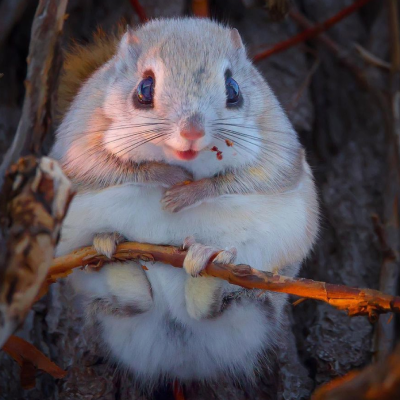 momo Coin: Discover the Magic of Japanese Dwarf Flying Squirrel MEME Coin