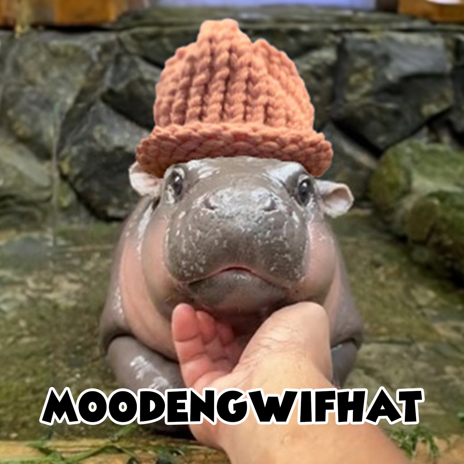 MOOWIF Coin: Introducing Moodengwifhat, the ultimate MEME Coin pick!