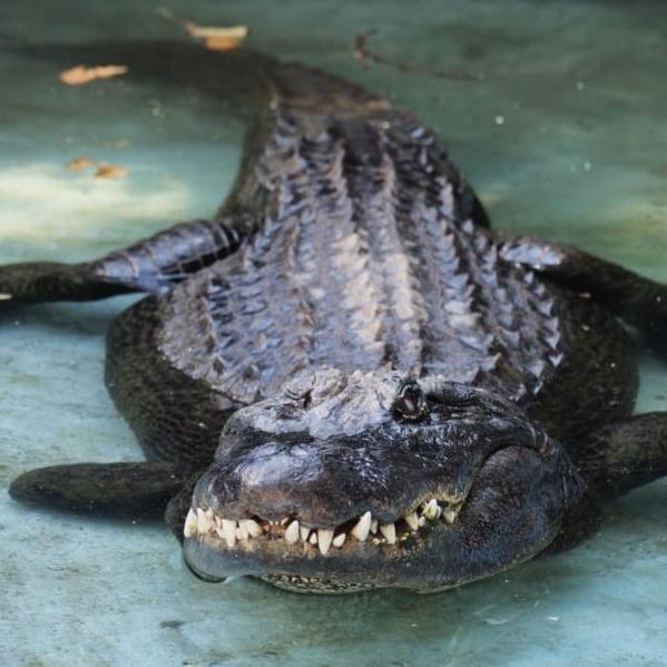 Muja Coin: Invest in the legacy of the oldest alligator. Join the MEME Coin revolution today.