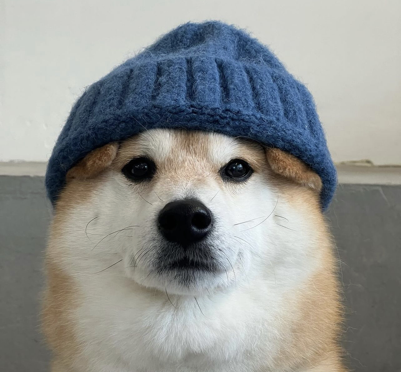 NEW Coin: A Fresh MEME Coin - Dog Wif a New Hat Joins the Trend!