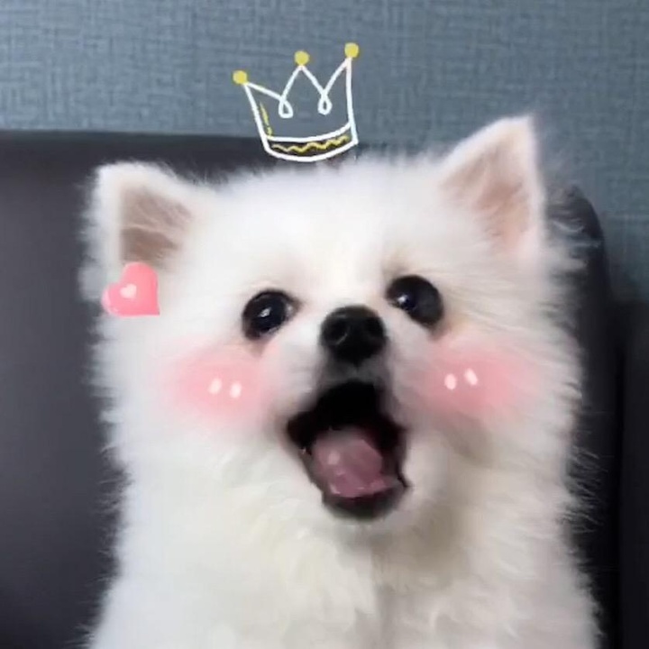 Nico Coin: The Ultimate MEME Coin inspired by Nico the Pomeranian