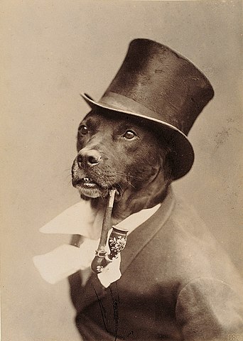 OLDWIF Coin: The First Dog Wif Hat - Ultimate MEME Coin Pick!