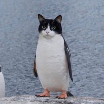 PAT Coin: The Ultimate MEME Coin Fusion of Penguin and Cat