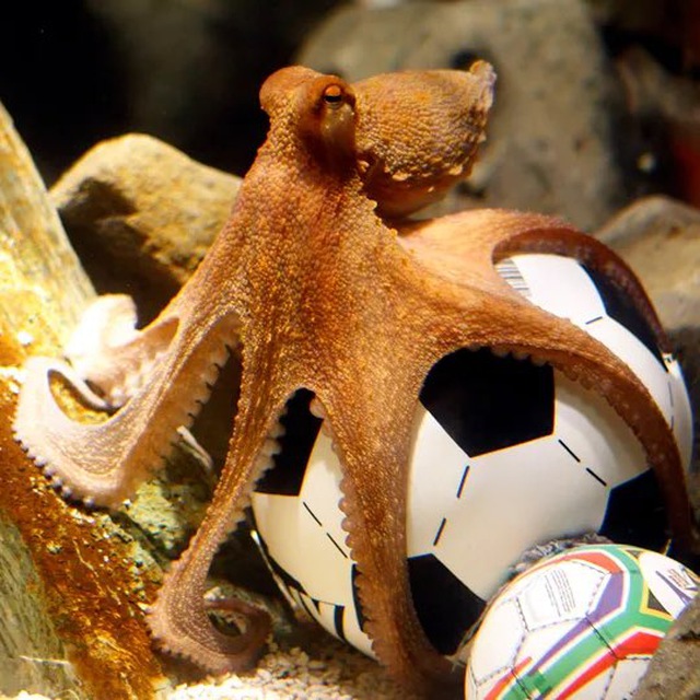 PAUL Coin: Join the MEME Coin revolution with Paul the Octopus