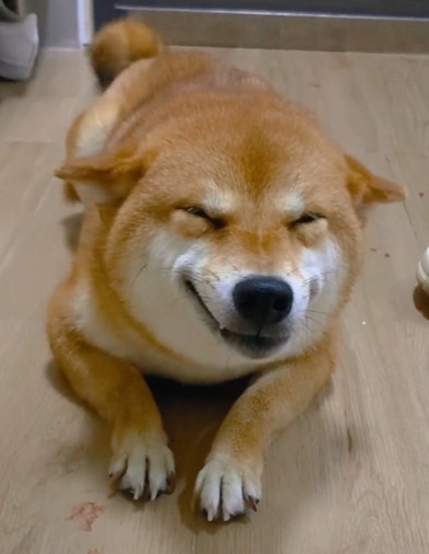 Peiqi Coin: The Allure of Peiqi, China's Most Famous Shiba Inu with an Evil Smile. The Ultimate MEME Coin Pick for All Crypto Enthusiasts.