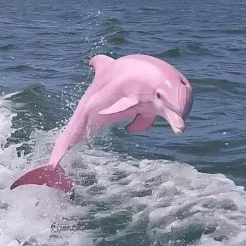 Pinky the Albino Dolphin Coin: Dive into MEME Coin Charm