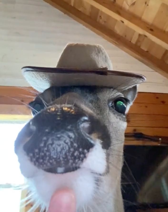 popcorn Coin: No1 tiktok deer, the MEME Coin on TikTok!