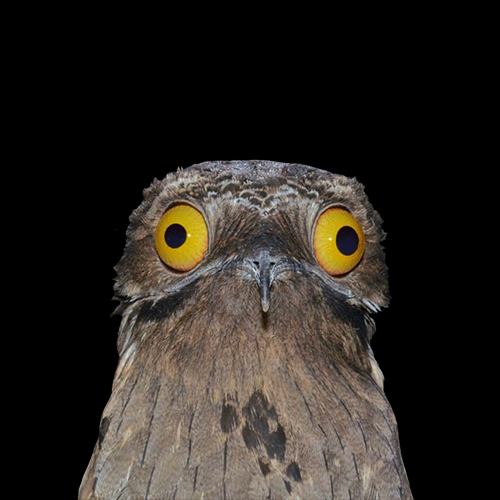 POTOO Coin: MEME Coins - Nocto the Potoo | MEME is Game