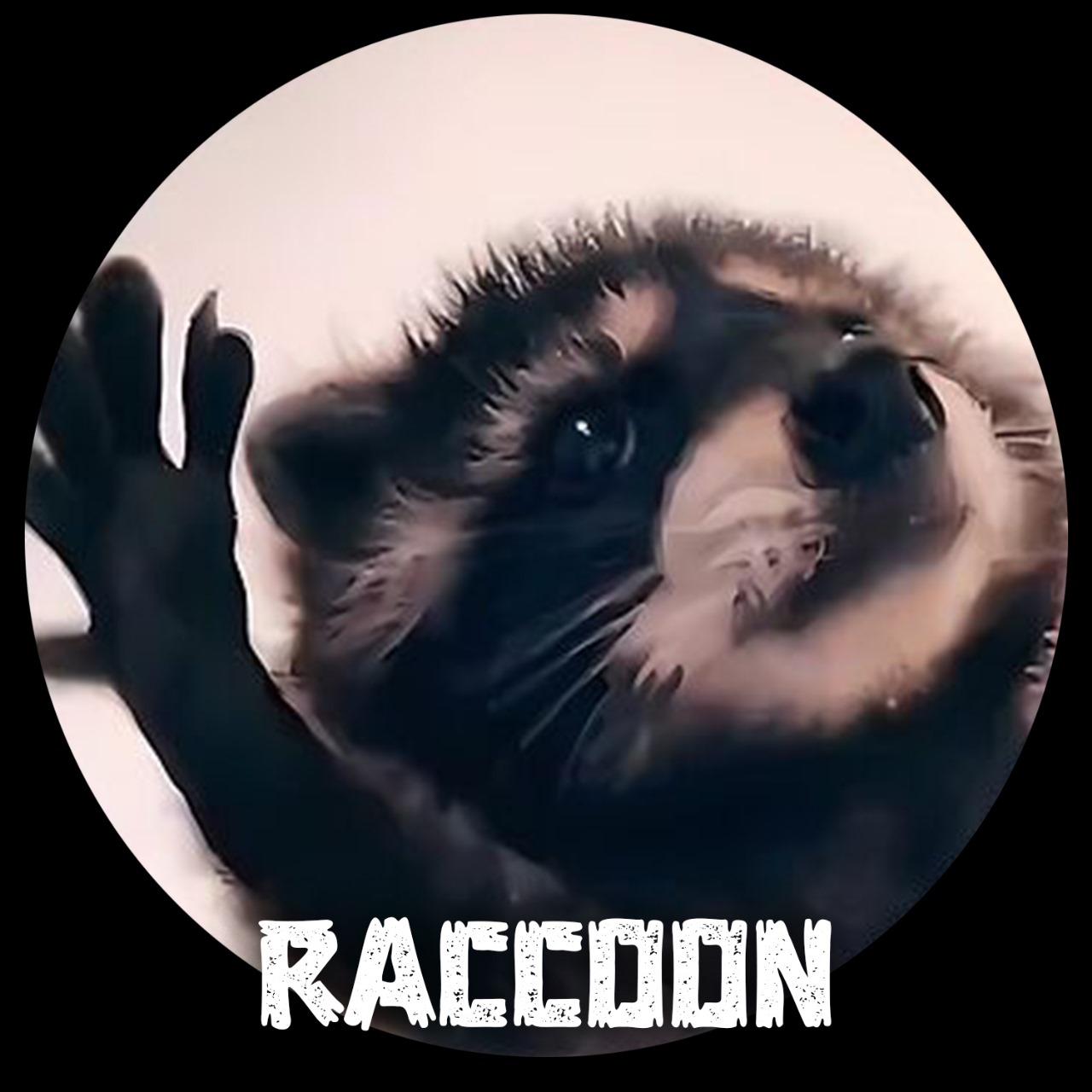 RACCOON Coin: Pedro Pedro Pedro's Crypto Adventure with the Ultimate MEME Coin